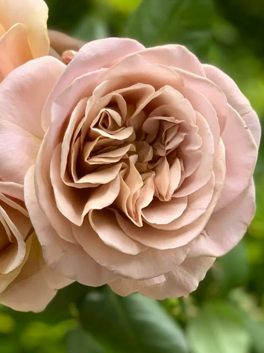 Роза Кафе Латте  чайно-гибридный сорт кремово-бежевая 30 см 2 шт.