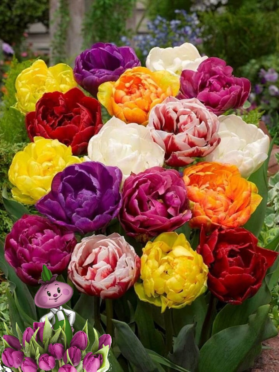 Луковицы цветов Chipollino flowers ТЮЛЬПАНЫ МАХРОВЫЙ MIXED (30 ЛУКОВИЦ)