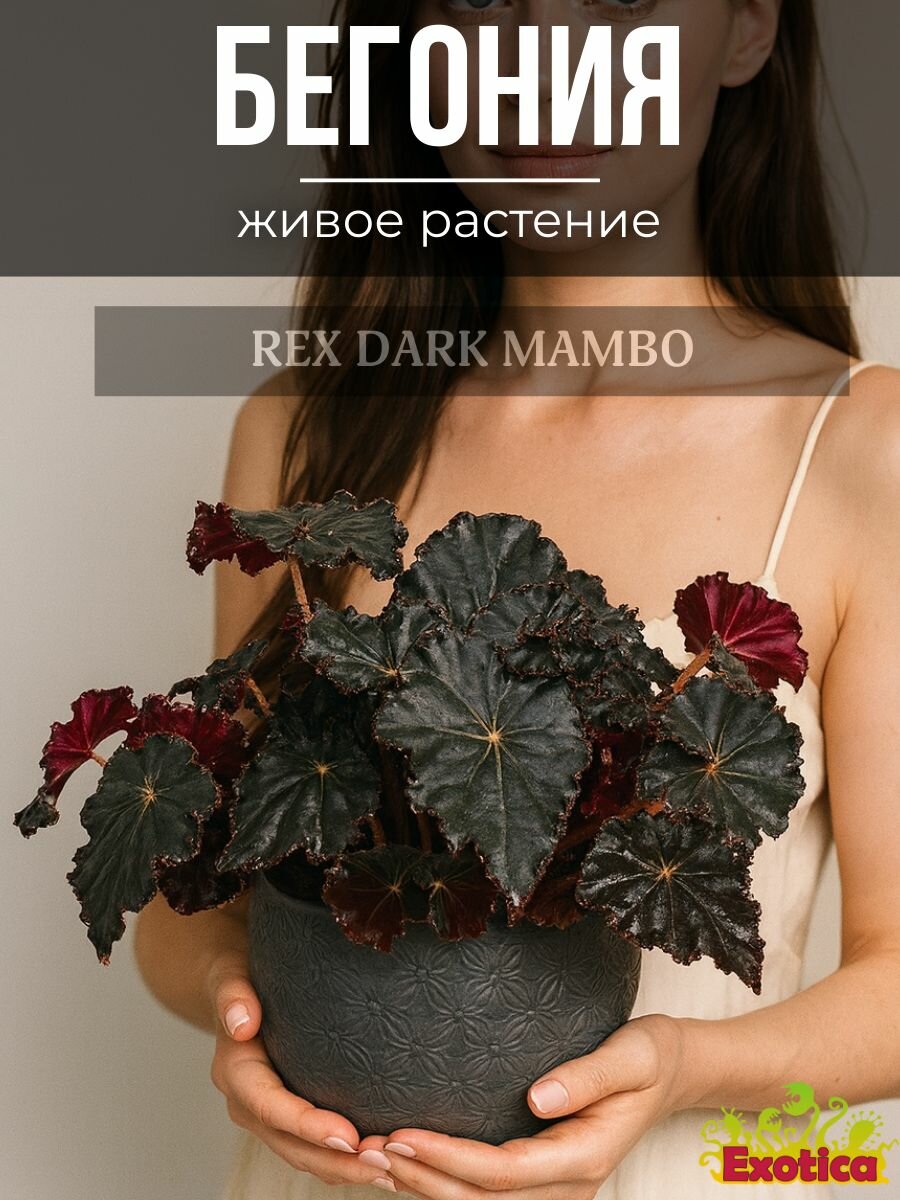 Бегония Черная Мамба (Begonia Rex Dark Mambo) D6см живое растение