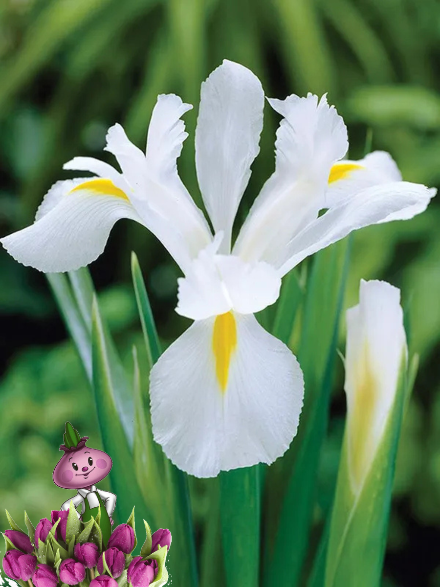 Луковицы цветов  Chipollino flowers  ИРИС ALASKA  10 луковиц  