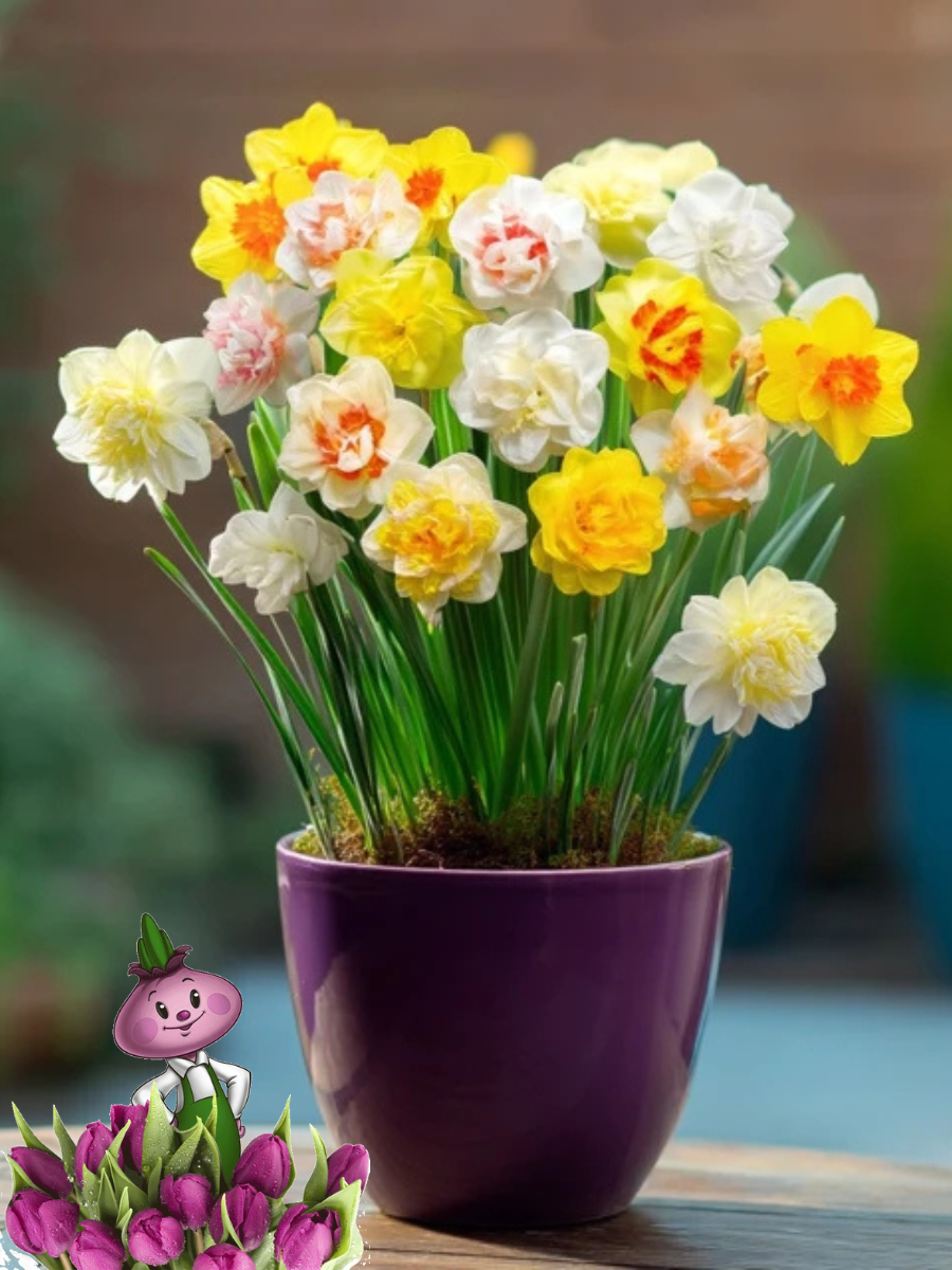 Луковицы цветов  Chipollino flowers  Нарцисс Махровый MIX  10 луковиц 