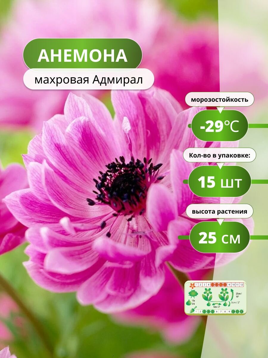 Анемона махровая Адмирал (15 лук) / анемона многолетняя луковицы