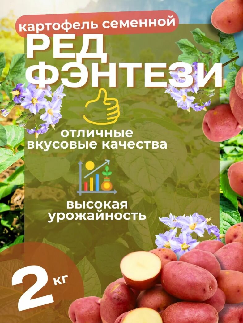 Картофель семенной Ред Фентези2 кг