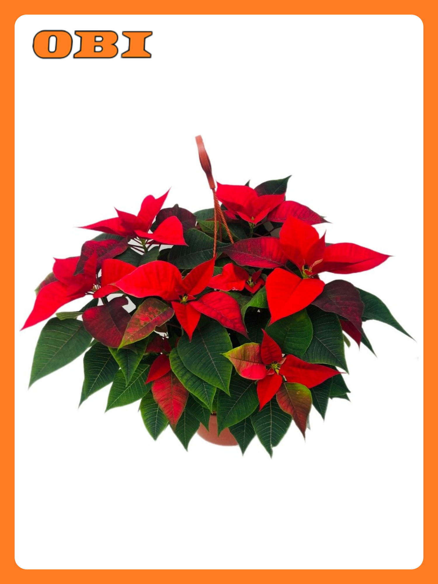 Пуансеттия микс D22