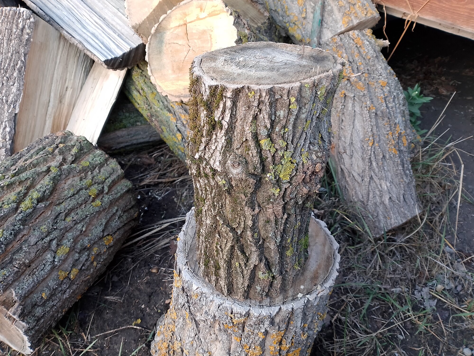 Пень (чурка) из натуральной акации не обработанный ширина 15 см