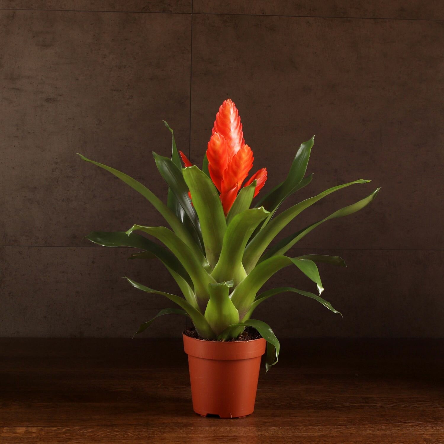 Вриезия красная 40/12