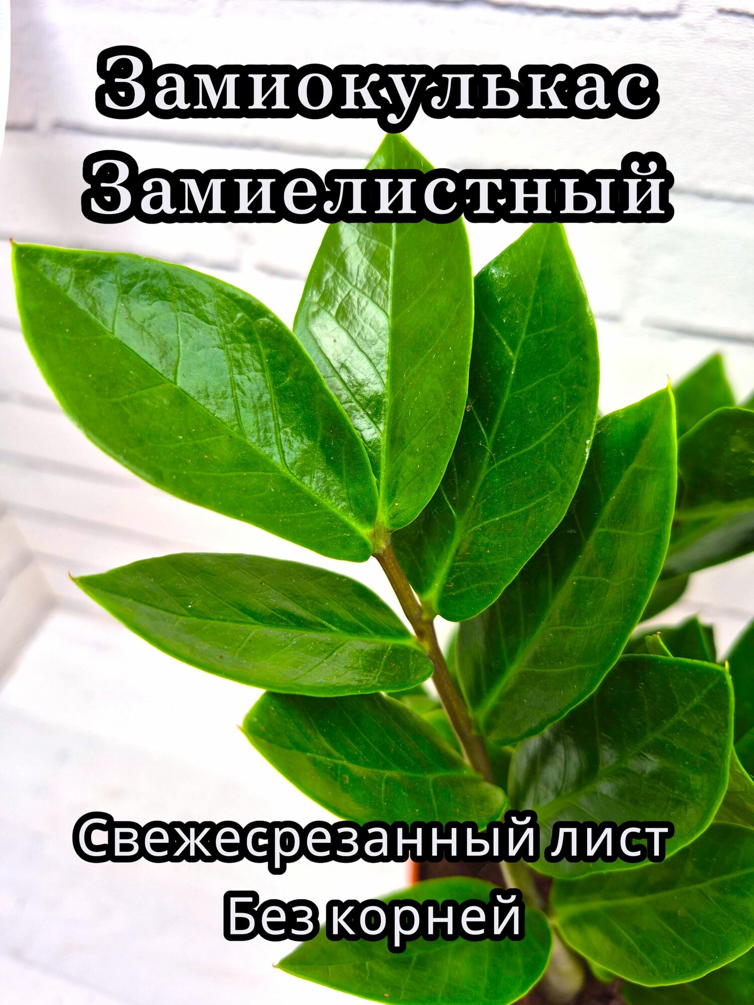 Замиокулькас (долларовое дерево) срезанный лист, без корней 1шт.