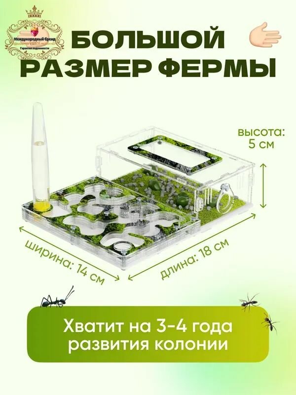 Муравьиная ферма — фото 1