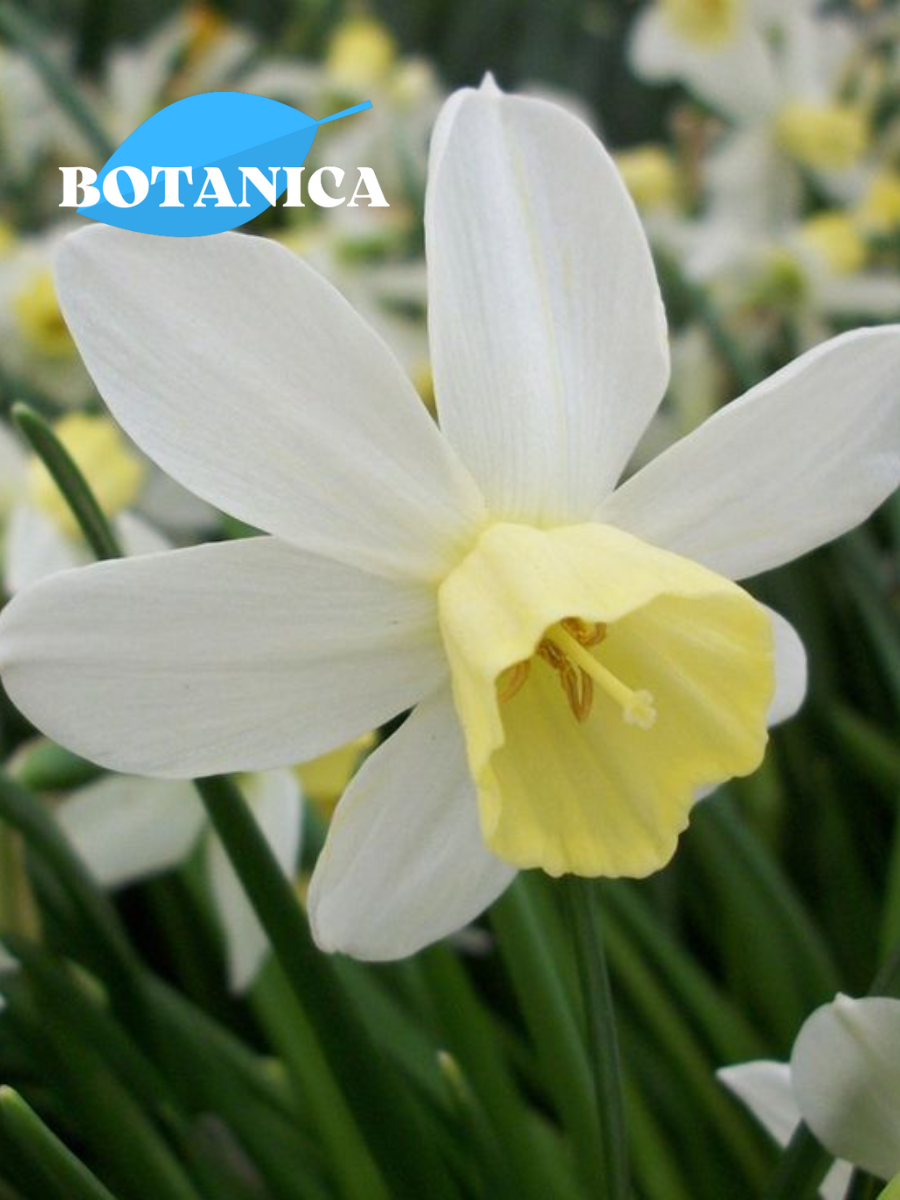 Луковицы цветов botanica garden Нарцисс Сэйлбоут ( 5 штук )