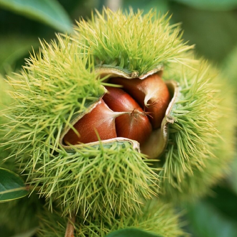 Семена Deodar SEEDS COMPANY Каштан посевной 5 шт.