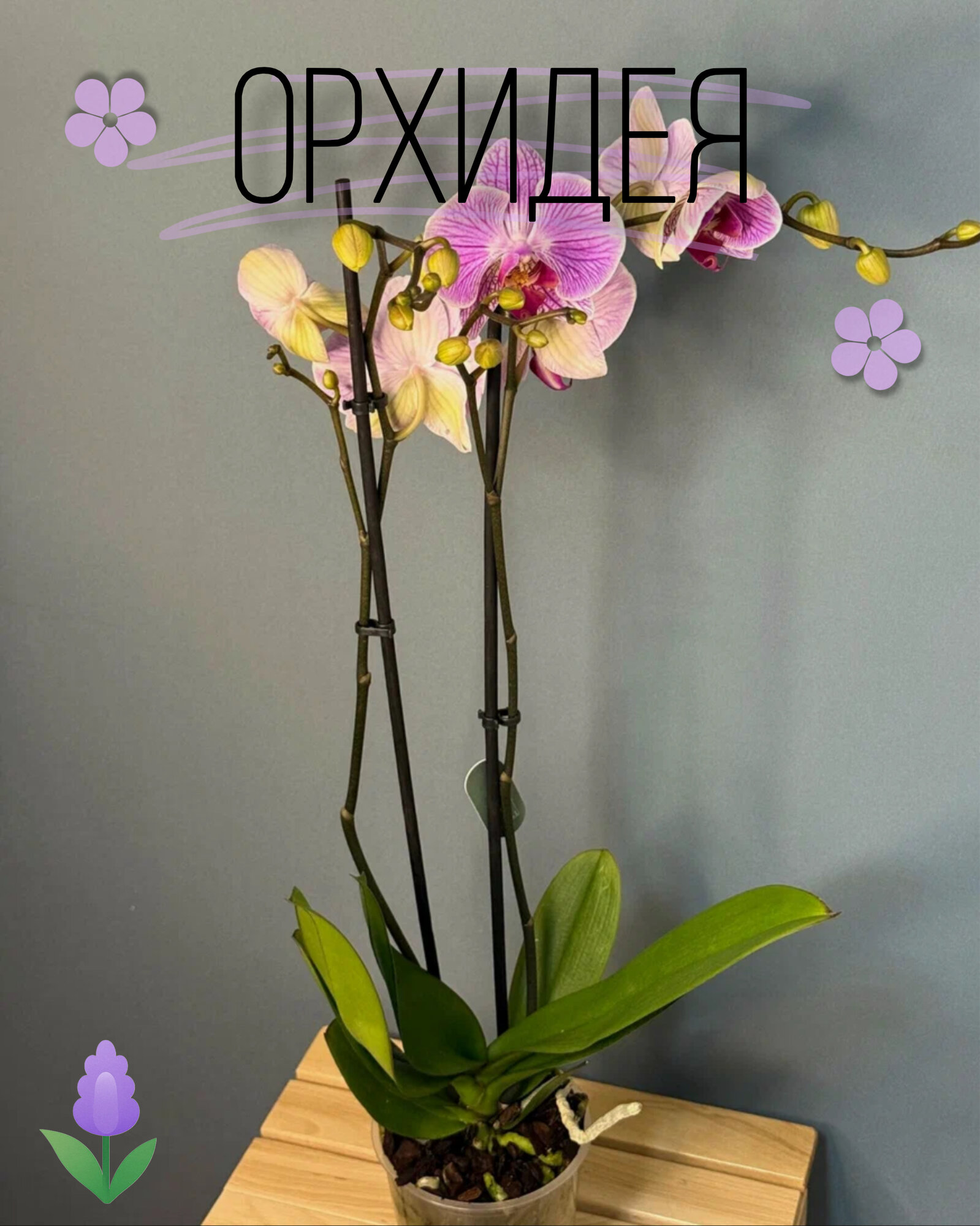 Орхидея Фаленопсис Макси розовая с малиновыми прожилками 2 цветоноса (Phalaenopsis)