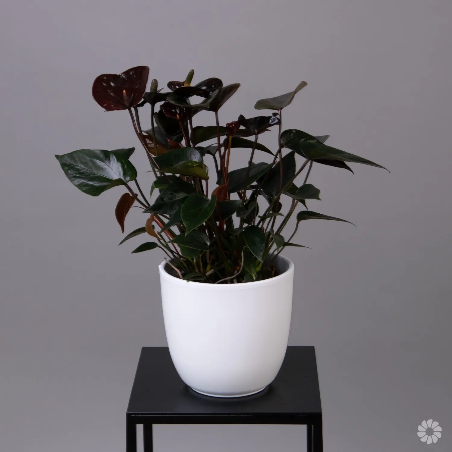 Антуриум Шоколадный (D-12 Н-40)