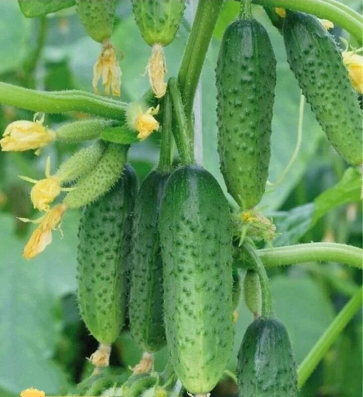 Коллекционные семена огурца F1 Буревестник