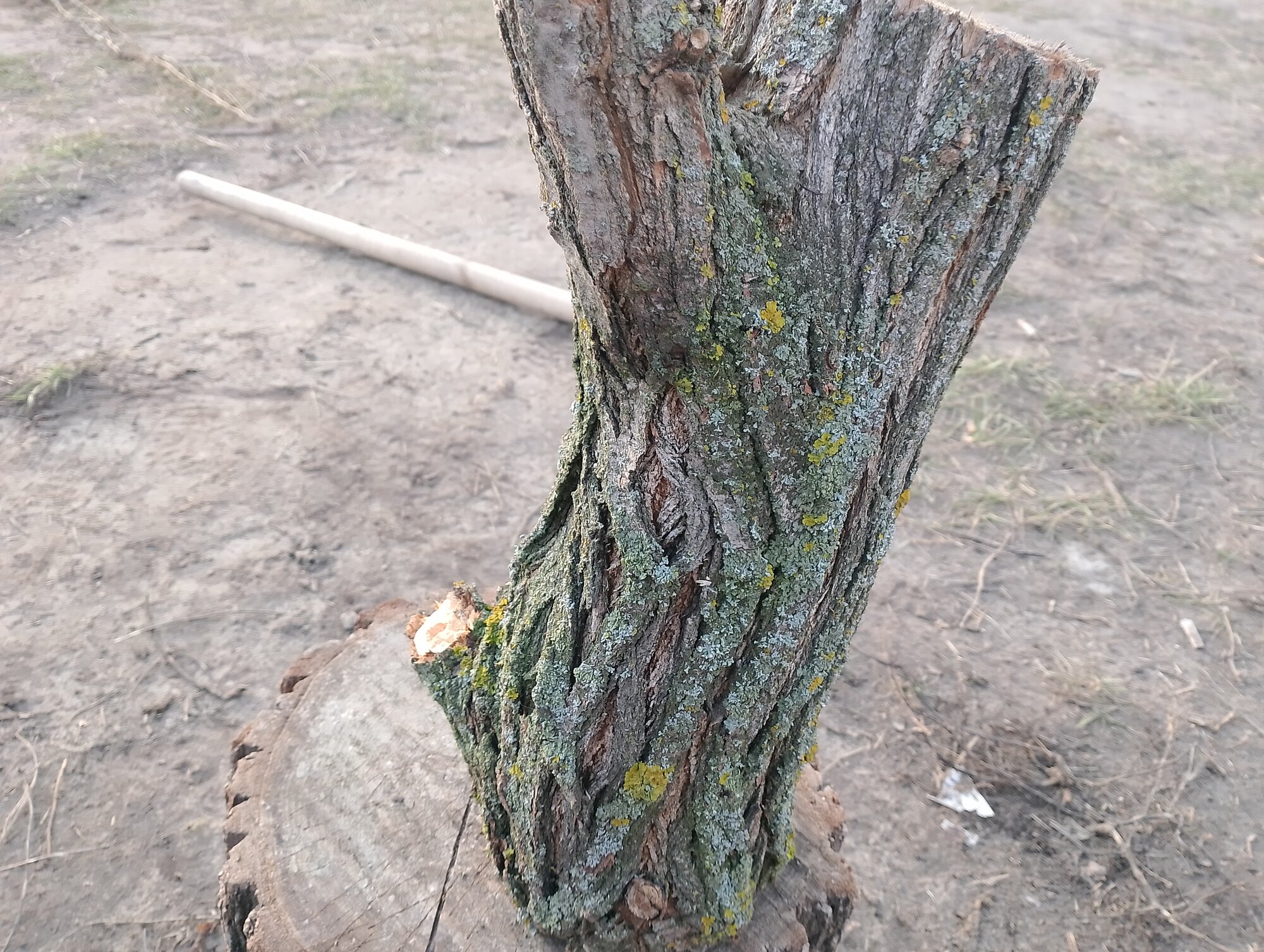 Пень (чурка) из натуральной акации не обработанный ширина 17 см