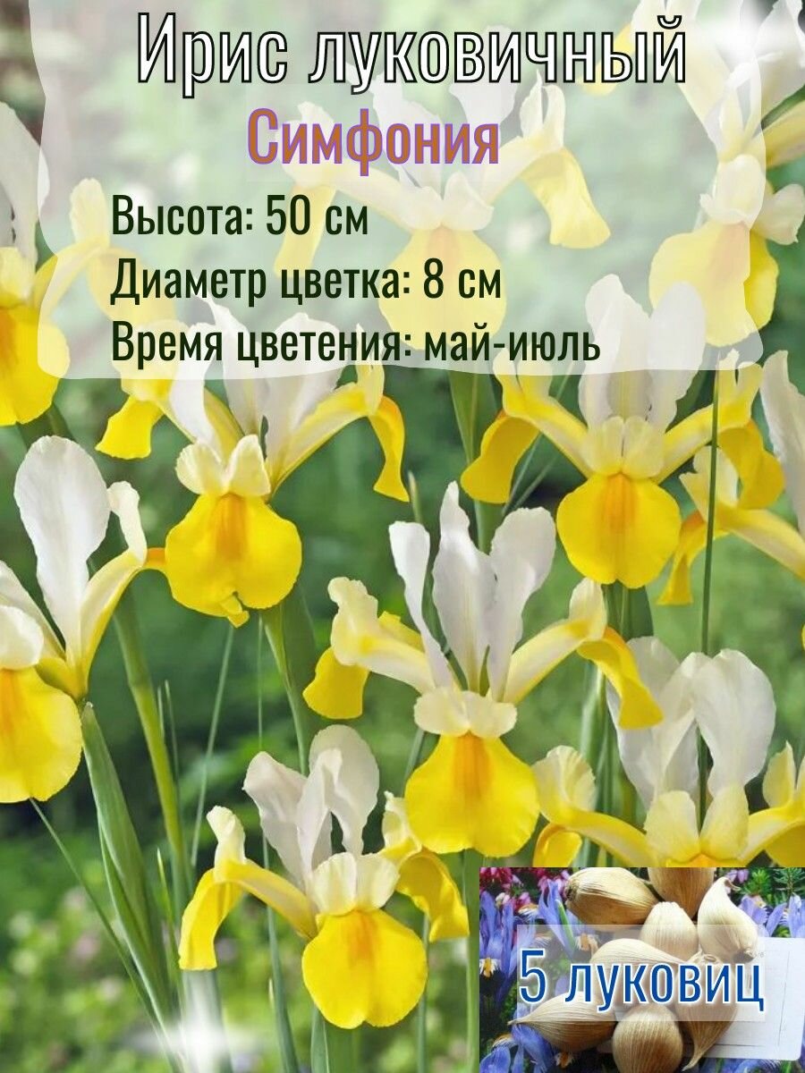 Ирис луковичный, многолетний 5 штук