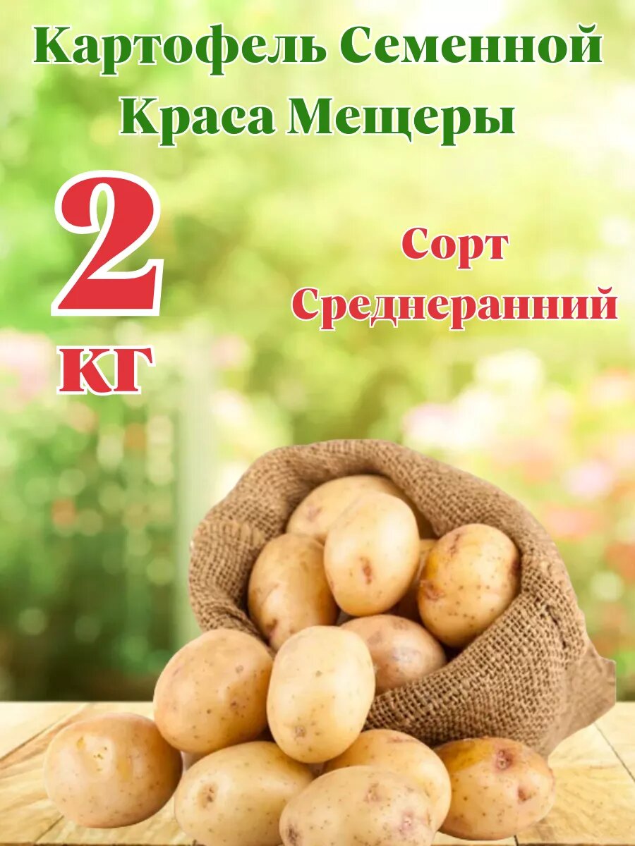 Картофель Семенной Краса Мещеры 2кг