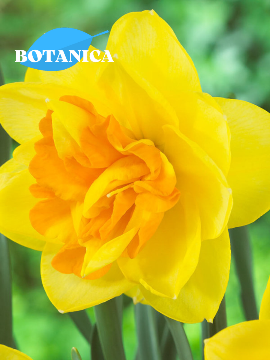 Луковицы цветов botanica garden Нарцисс Апофеоз ( 5 штук )