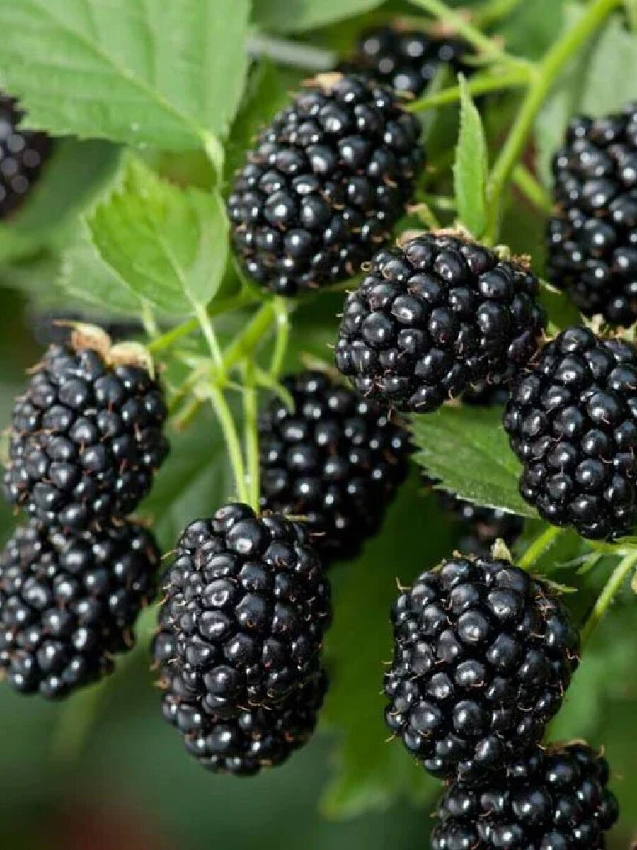 Ежевика бесшипная Бжезина 2 шт многолетняя ЗКС 15 - 2 года цвет черный