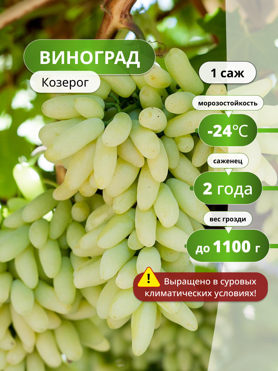 Винограда Козерог морозостойкий раннеспелый столовый 1шт