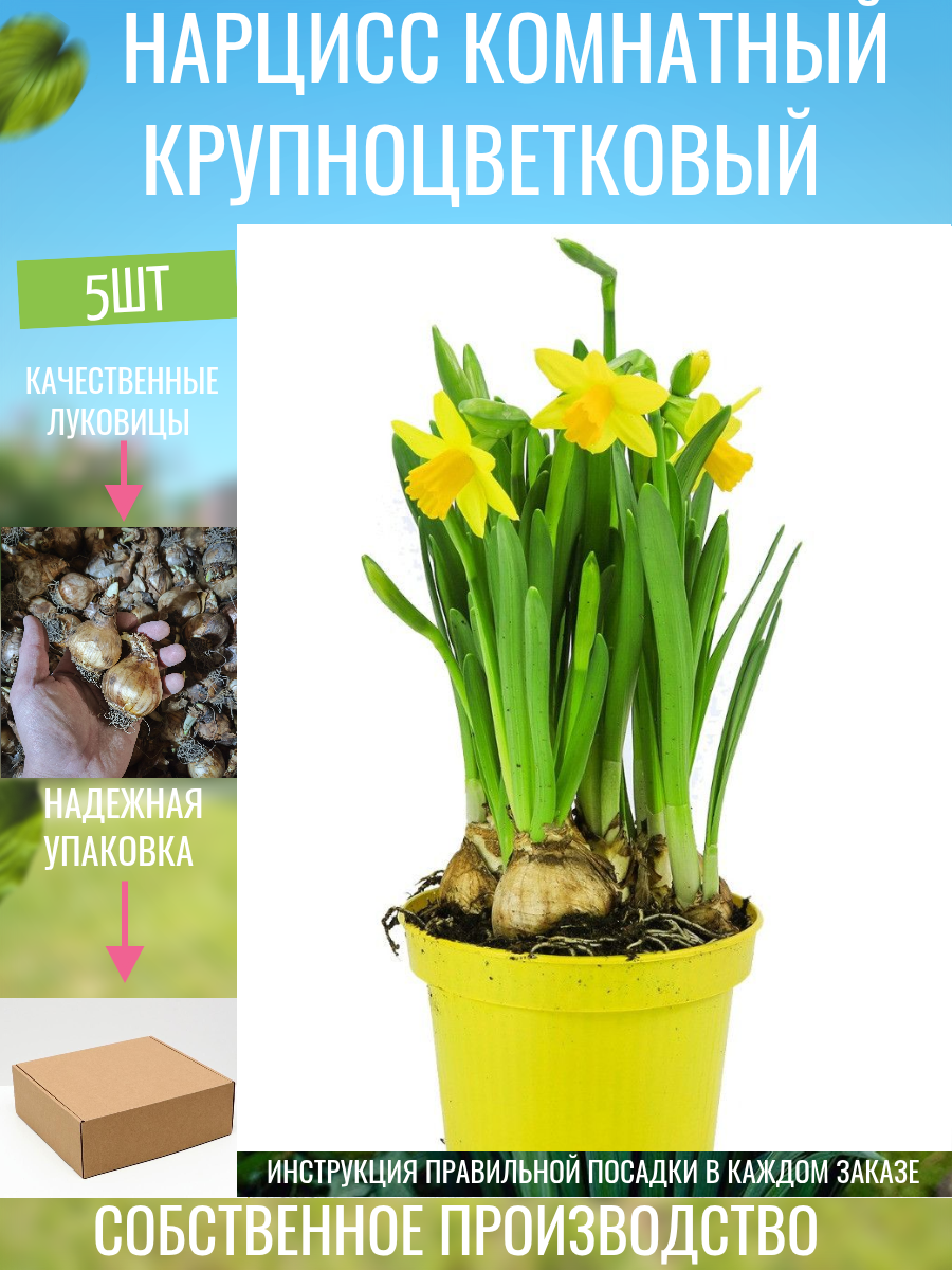 Нарцисс комнатный крупноцветковый 5 шт