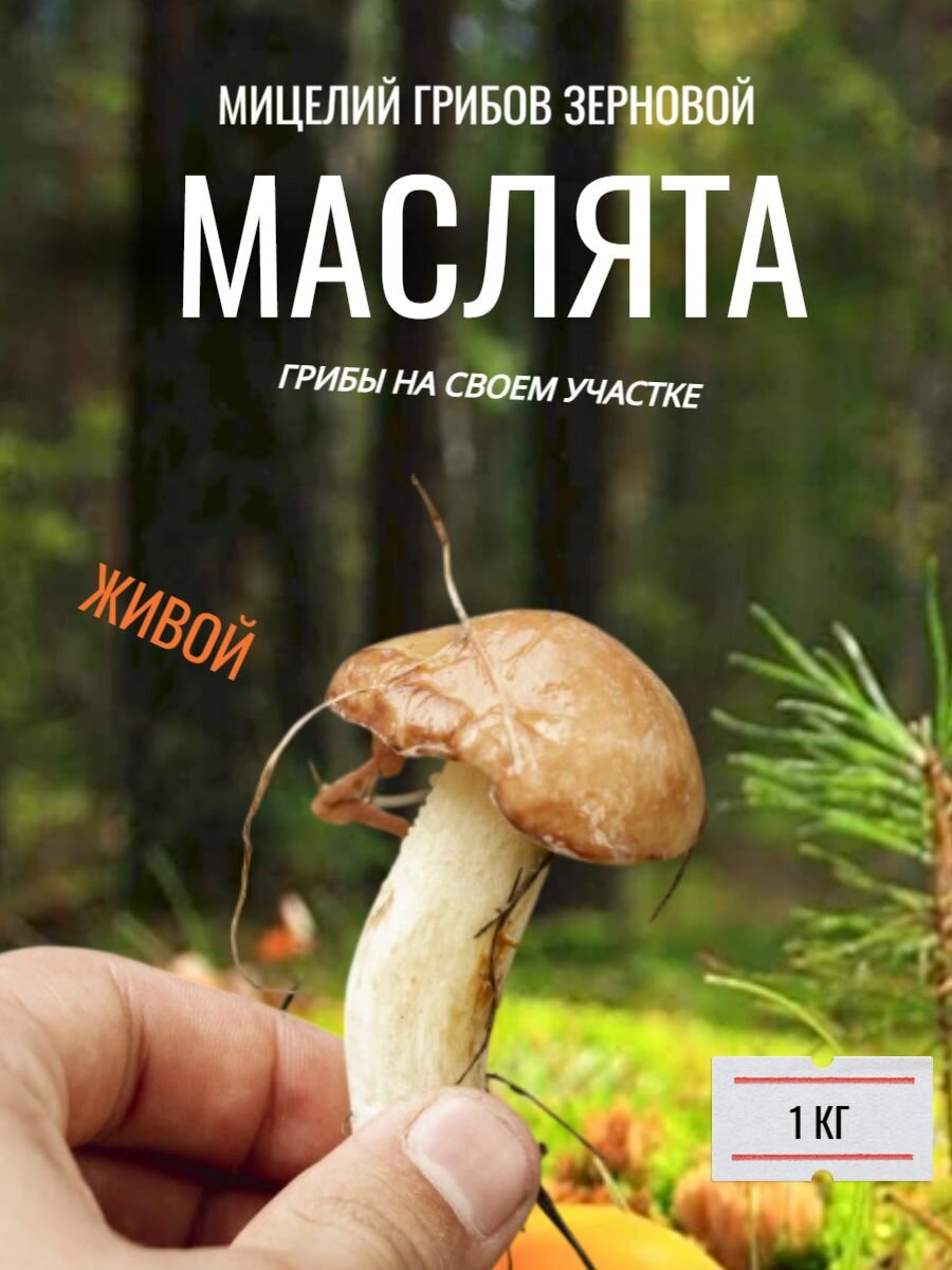 Зерновой мицелии грибов маслят - 1 кг.
