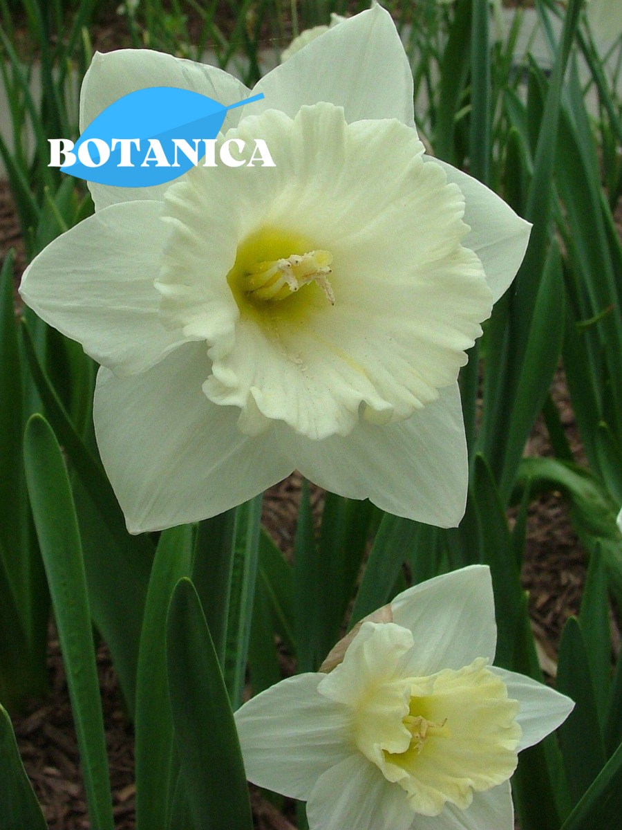 Луковицы цветов botanica garden Нарцисс Маунт Худ (5 штук)