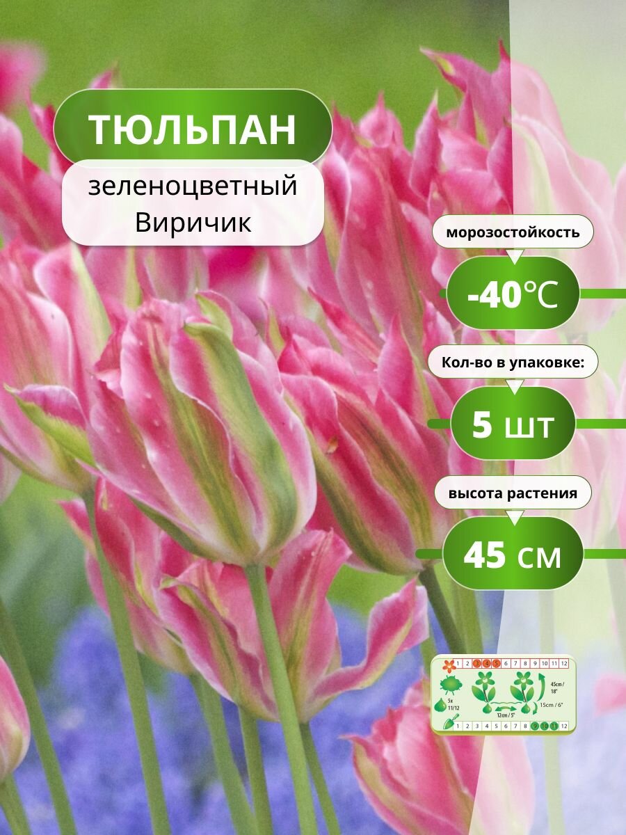 Тюльпан зеленоцветный Виричик 5 лук / тюльпаны луковицы многолетние крупные