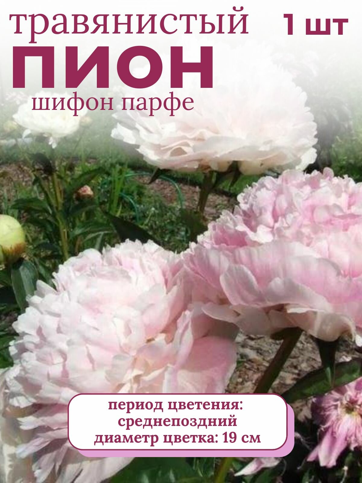 Пион травянистый многолетние цветы 1 шт