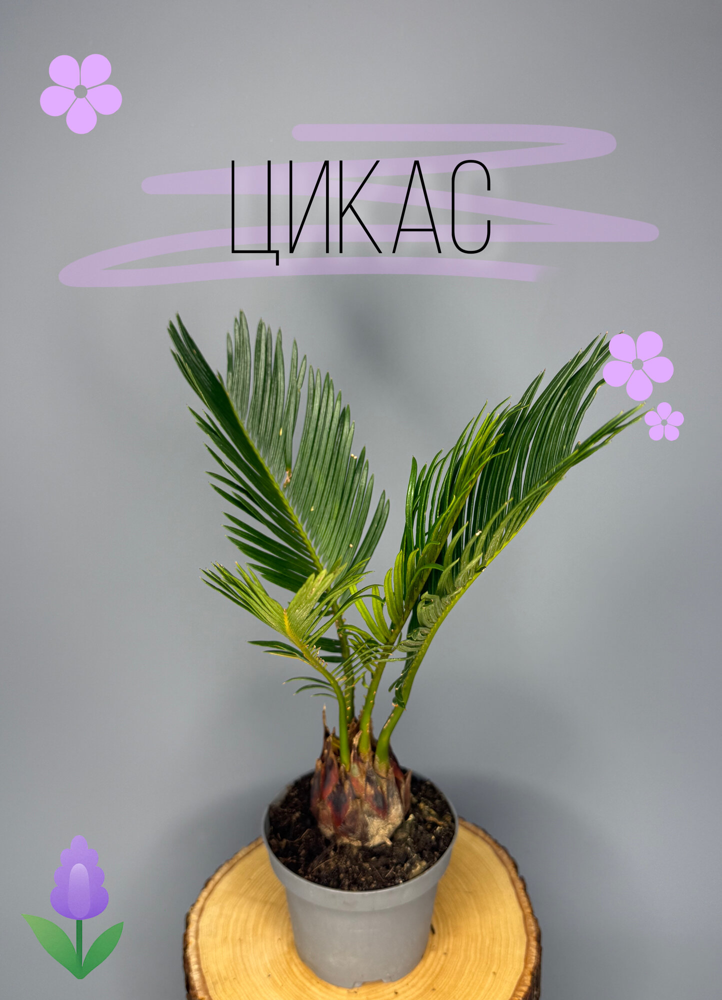 Цикас Революта (Cycas revoluta) 9см