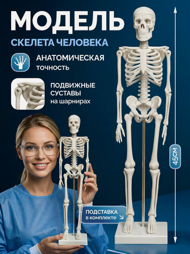 Изображение товара Скелет человека "Bone", учебная модель, 45 см, белый, пластик
