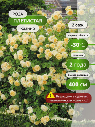 Изображение товара Роза плетистая "Казино", желтая, многолетняя, высота 300 см, 2