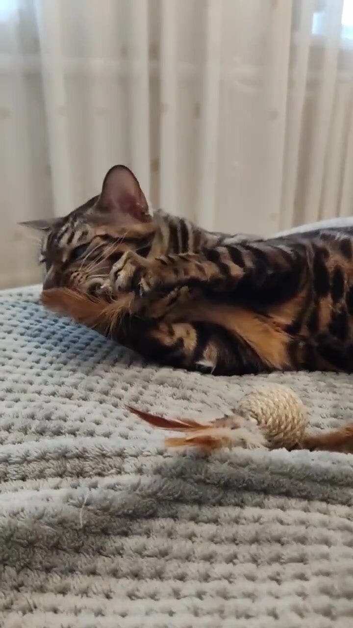 Игрушки для кошек когтеточки погремушки 2 штуки, игрушки для котят — фото 1