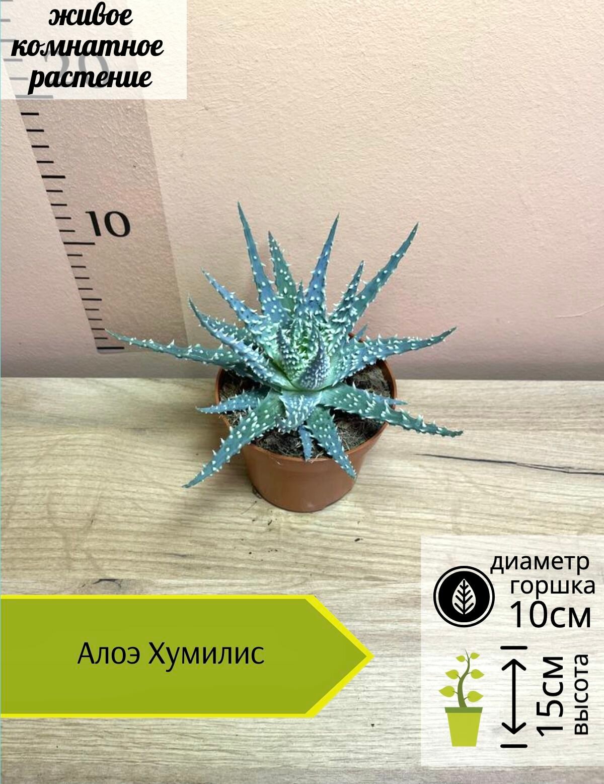 Алоэ Хумилис D10см Н15см, 1шт, Нидерланды