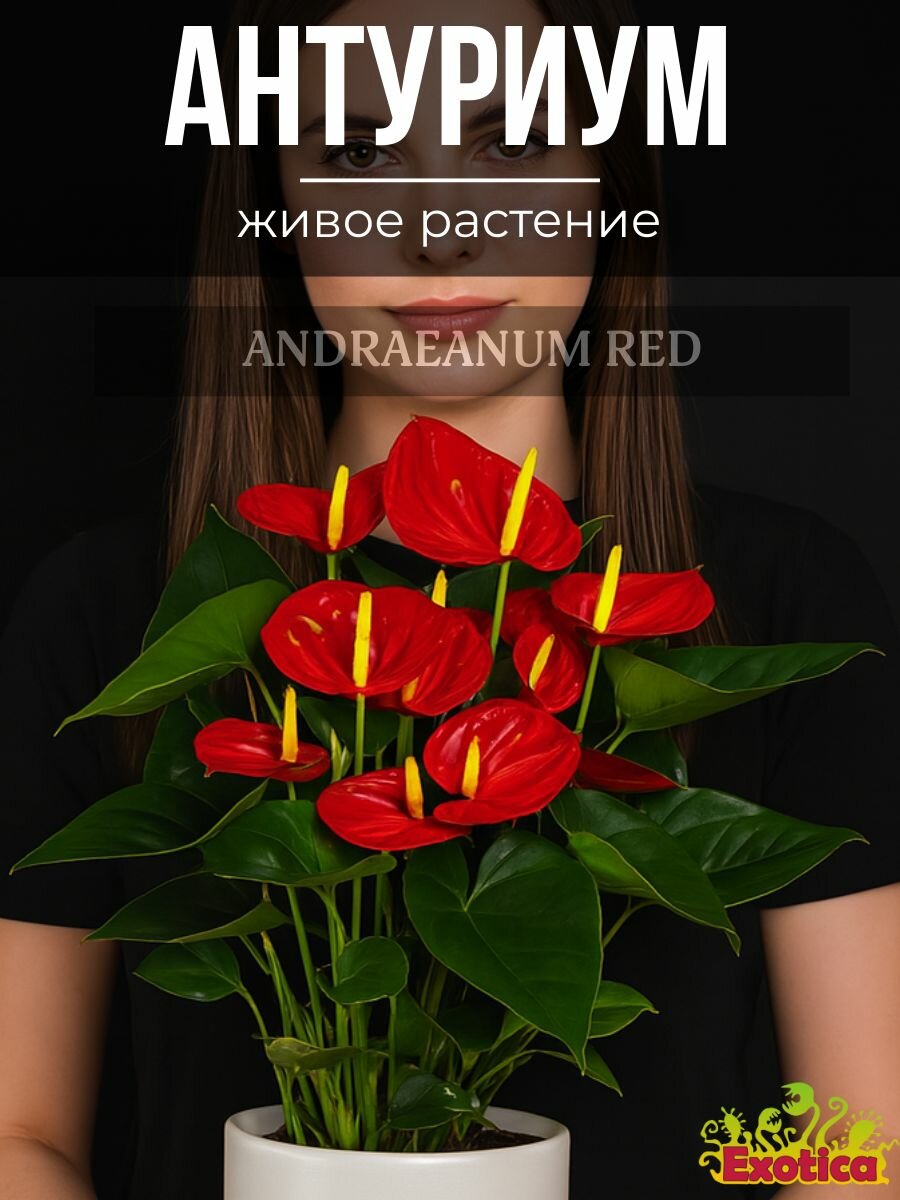 Антуриум Красный или Мужское Счастье (Anthurium Аndraeanum Red) D9см живой цветок