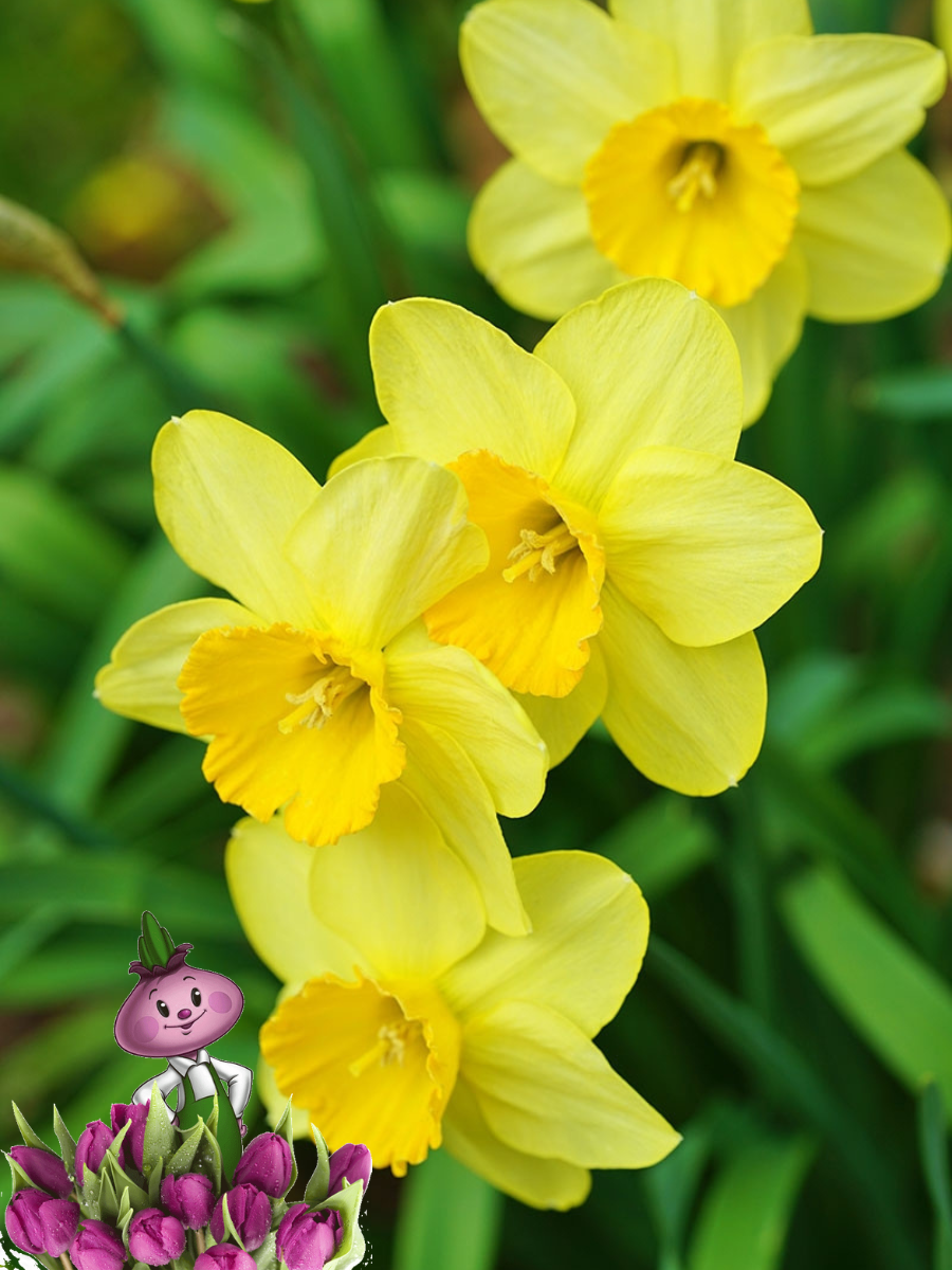 Луковицы цветов Chipollino flowers Нарцисс BARENWYN (5 луковиц)