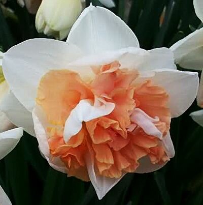 Нарцисс Май Стори махровый 5 шт