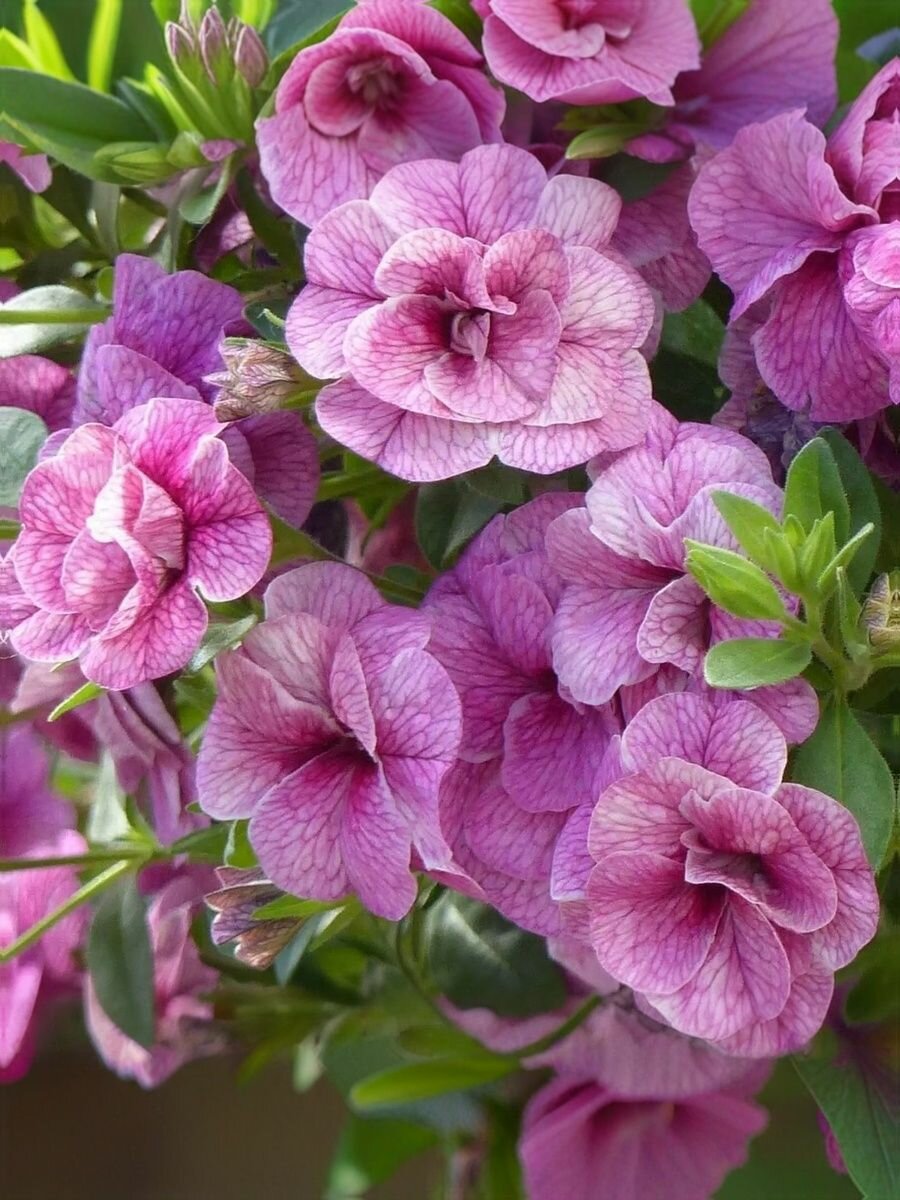 Калибрахоа професииональные семена