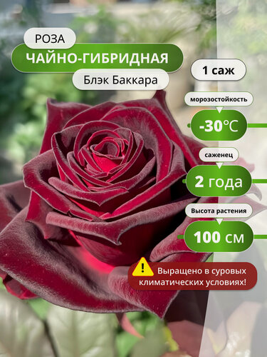 Изображение товара Роза чайно-гибридная Блэк Баккара (Black Baccara) / 1 шт, розы, морозостойкие