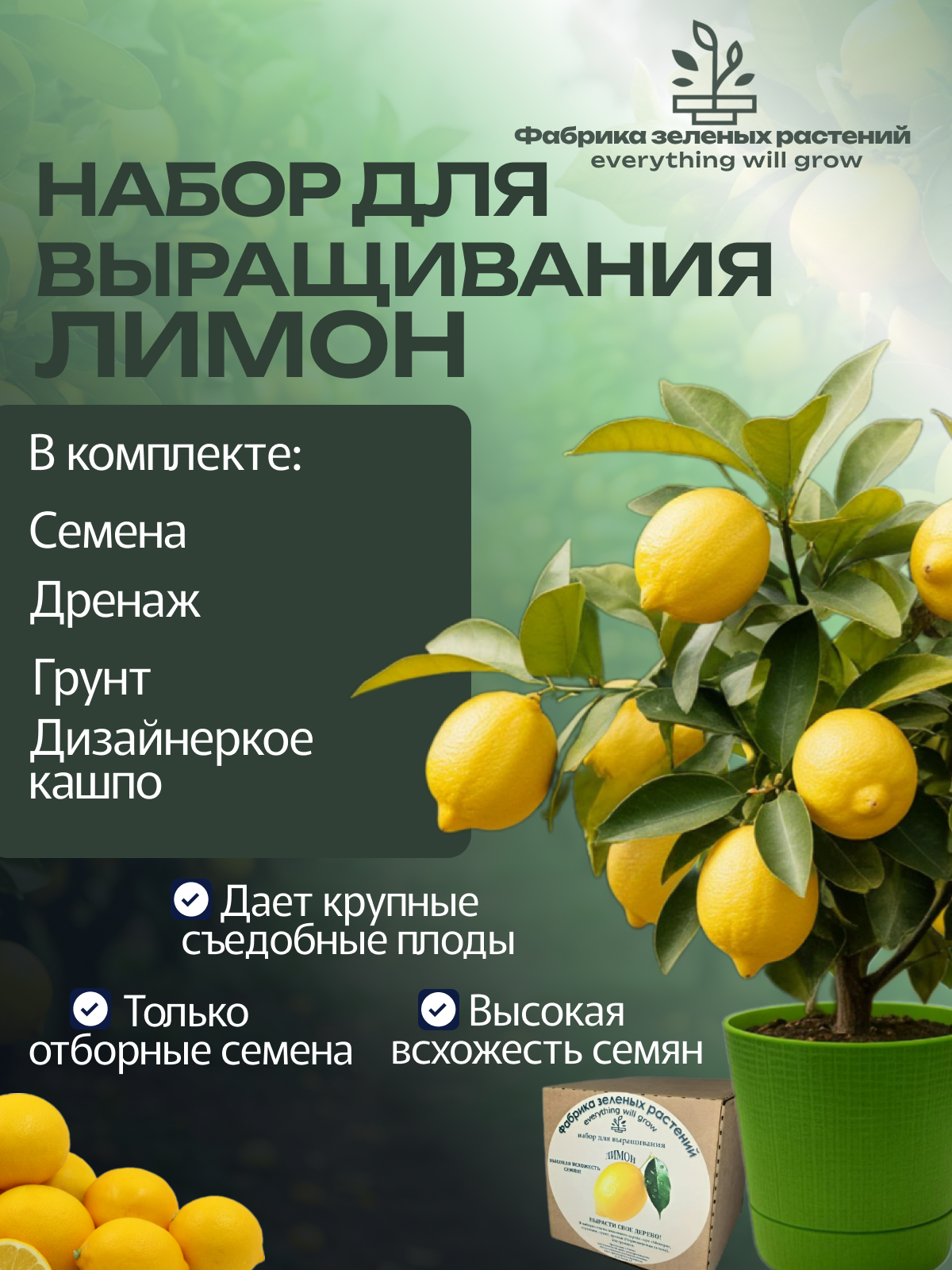 Домашний лимон, набор, лимонное дерево