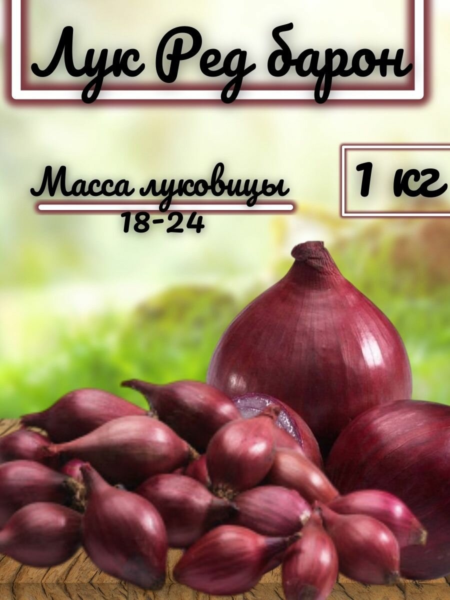 Лук севок 