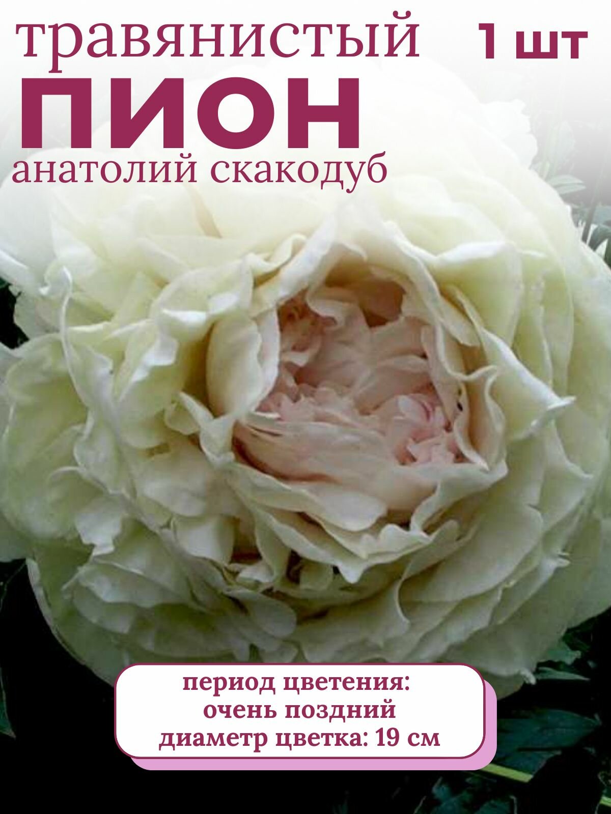 Пион травянистый многолетние цветы 1 шт