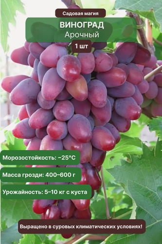 Изображение товара Виноград Арочный 1 шт / раннеспелый, морозостойкий ( — 25°C) сорт