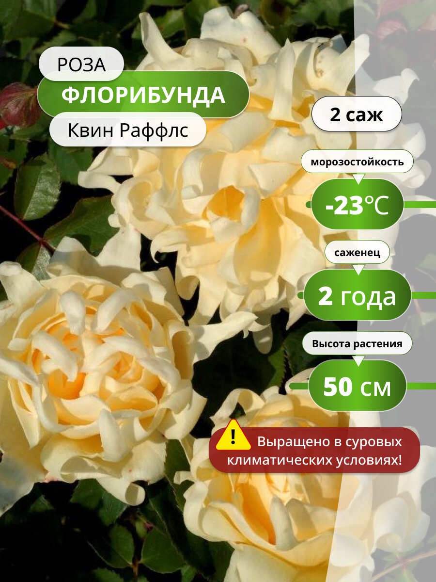 Роза флорибунда Квин Раффлс (Ruffles Queen) 2 шт, саженцы роз