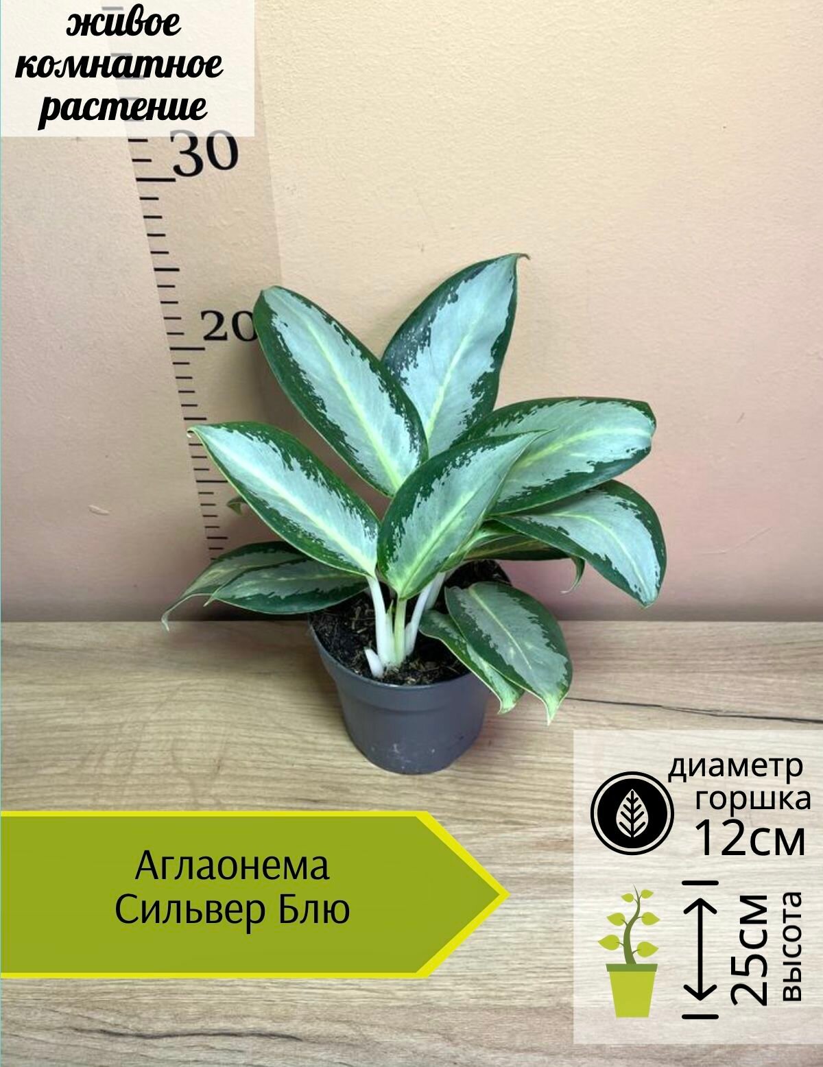 Аглаонема Сильвер Блю D12см Н30см 1шт Нидерланды