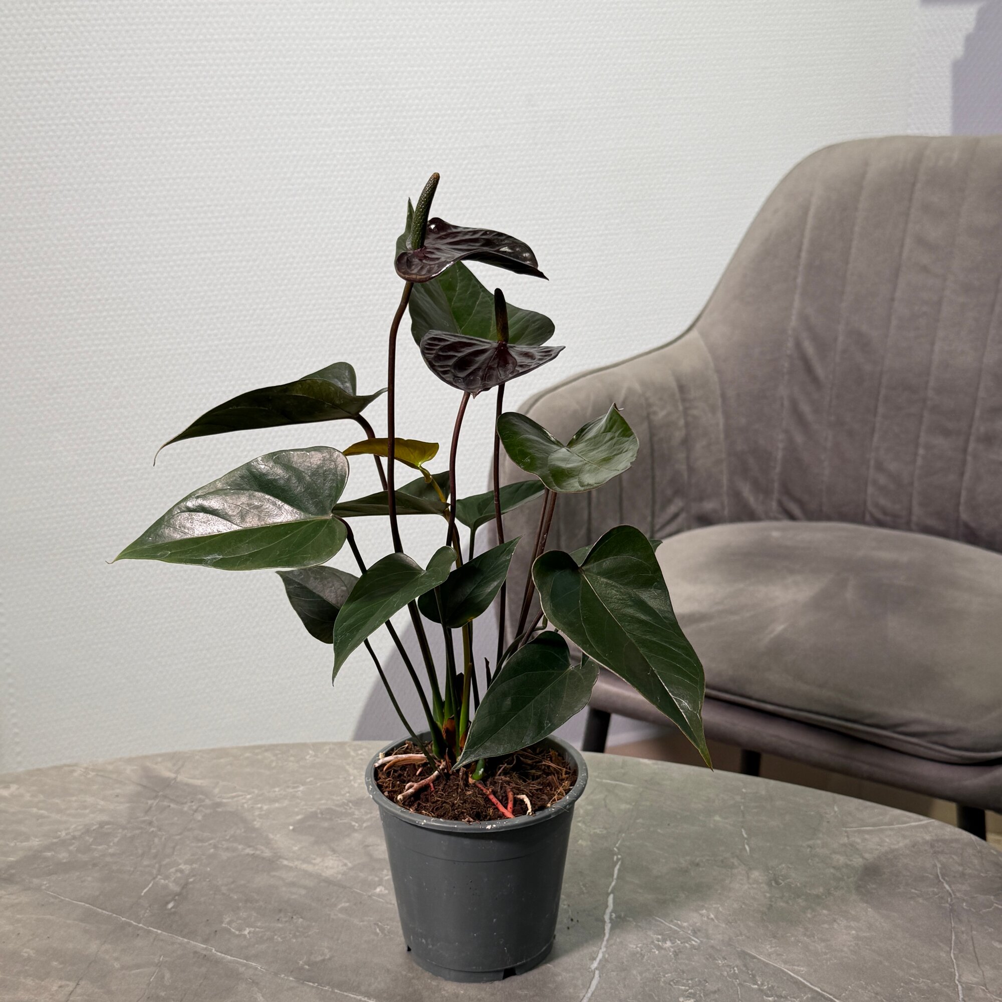 Антуриум Андреанум сорта Блек лав  “БукетнаяGreen”  живое растение в горшке Anthurium “Black Love”