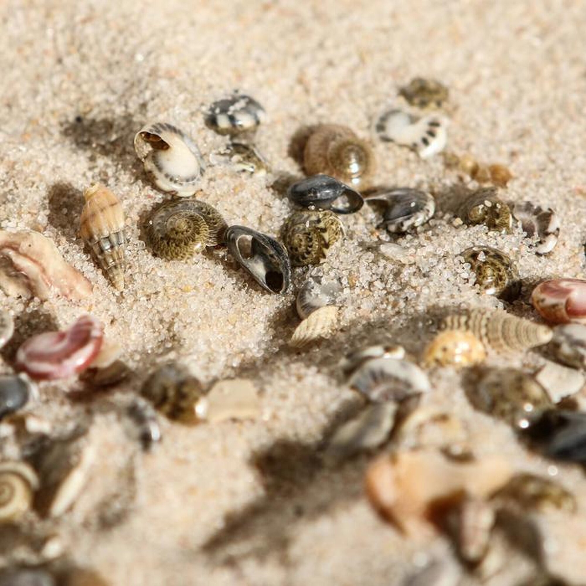 Набор ракушек Умбониум Вестериум, 100 г — фото 1