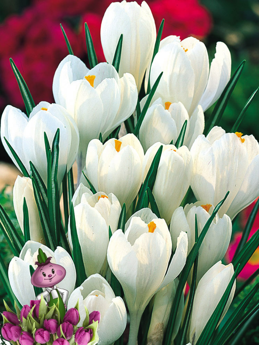 Луковицы цветов сhipollino flowers КРОКУС JEANNE D'ARC (5 ЛУКОВИЦ)