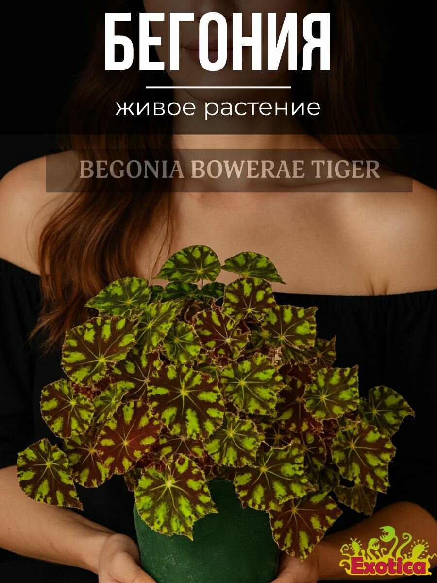 Бегония Бауэра Тигровая (Begonia Bowerae 