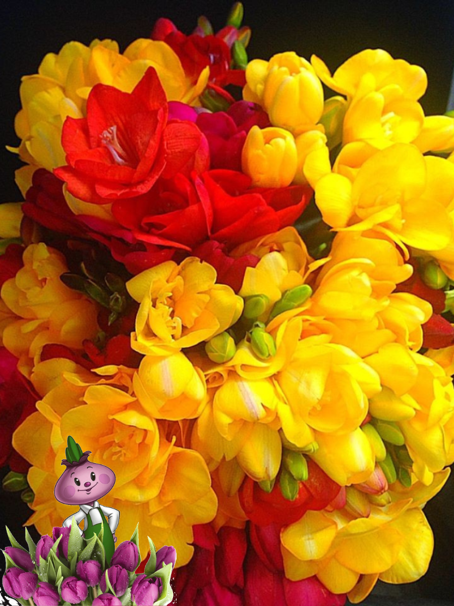 Луковицы цветов, chipollino flowers, Фрезии RED and YELLOW MIX (10 ЛУКОВИЦ)