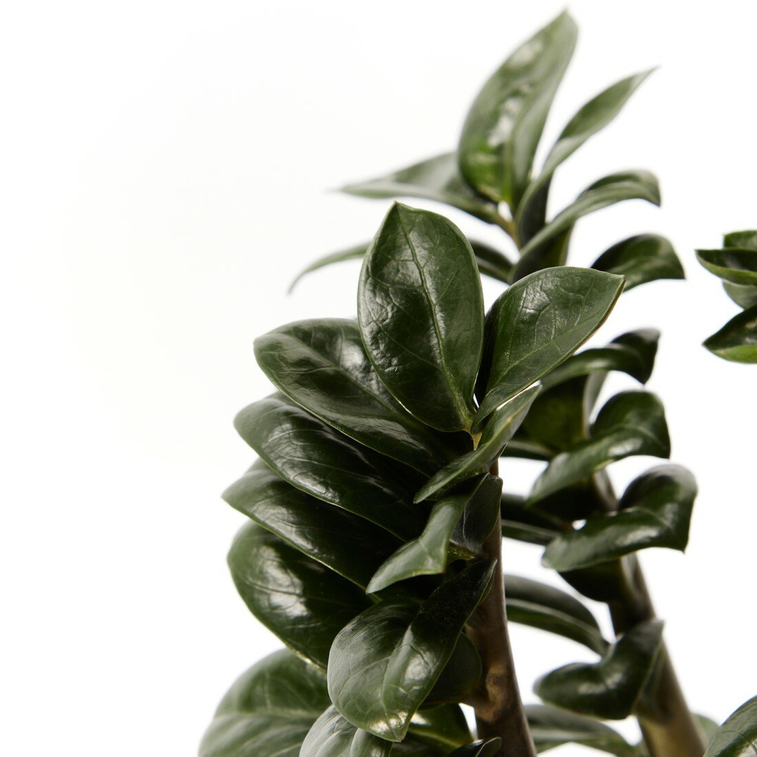 Замиокулькас Зензи d12 — фото 1